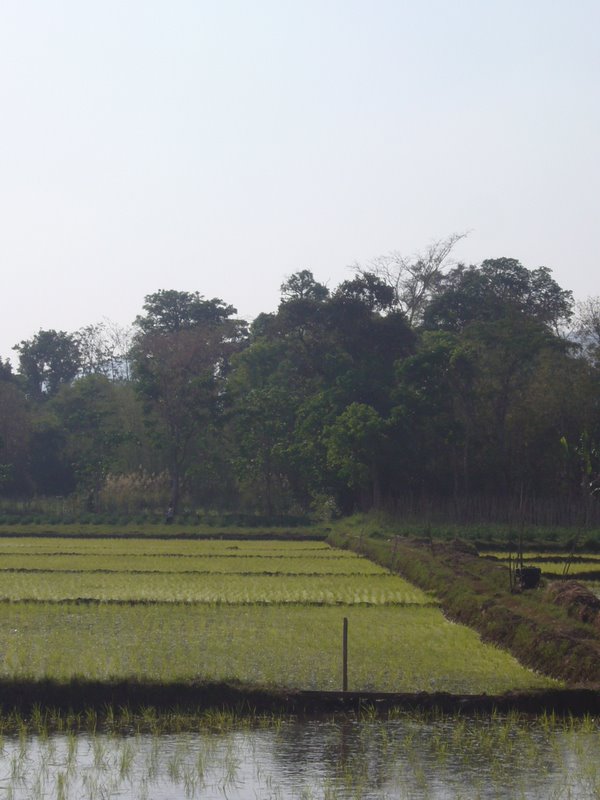 Travel - Myanmar - Inle Lake - First Boat Trip - The boat-drivers village - Rice and Cigars
